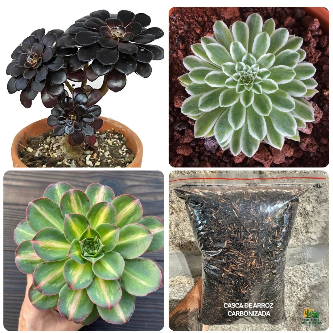 Pack 3 Aeonium Colecionador + Casca de Arroz Carbonizada