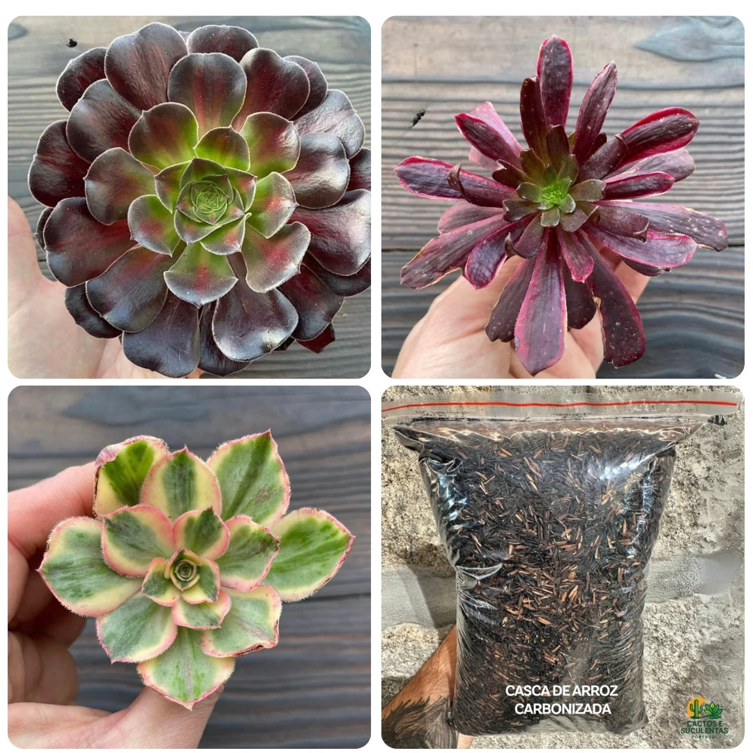 Kit Aeonium Variegado + Casca de Arroz Carbonizada
