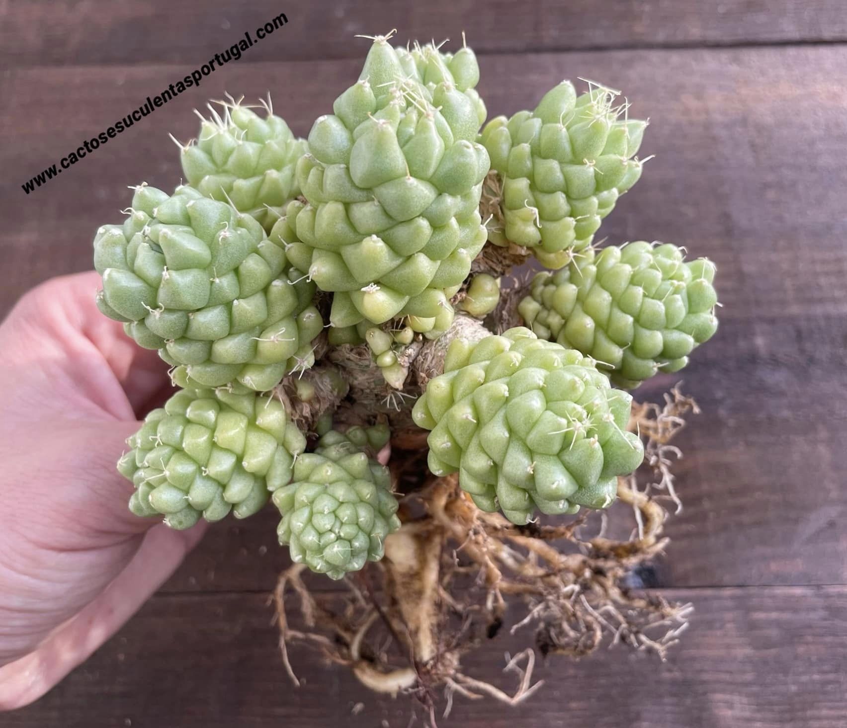 Dolichothele longimamma f. mostruosa