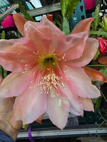 Epiphyllum - Cacto orquidea