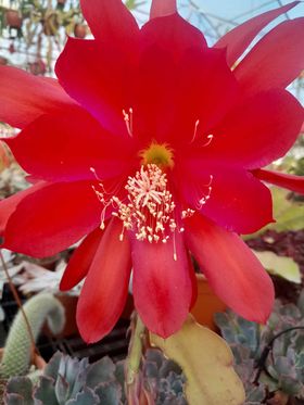 Epiphyllum - Cacto orquídea