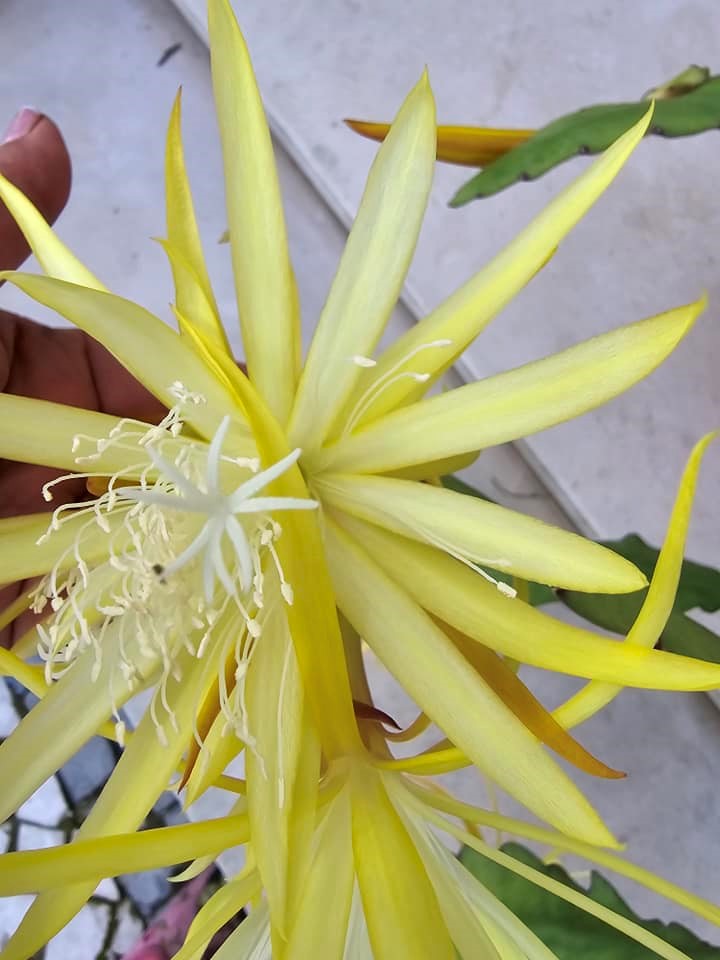 Epiphyllum  CHEIRO DE CANELA - Cacto orquidea