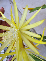 Epiphyllum - Cacto orquidea