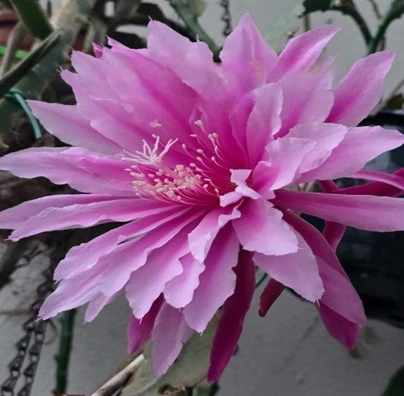 Epiphyllum - Cacto orquidea