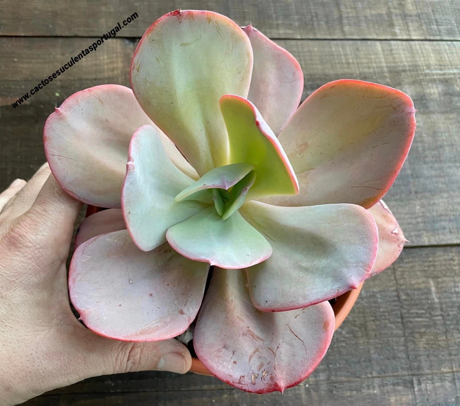Echeveria 'Gila'