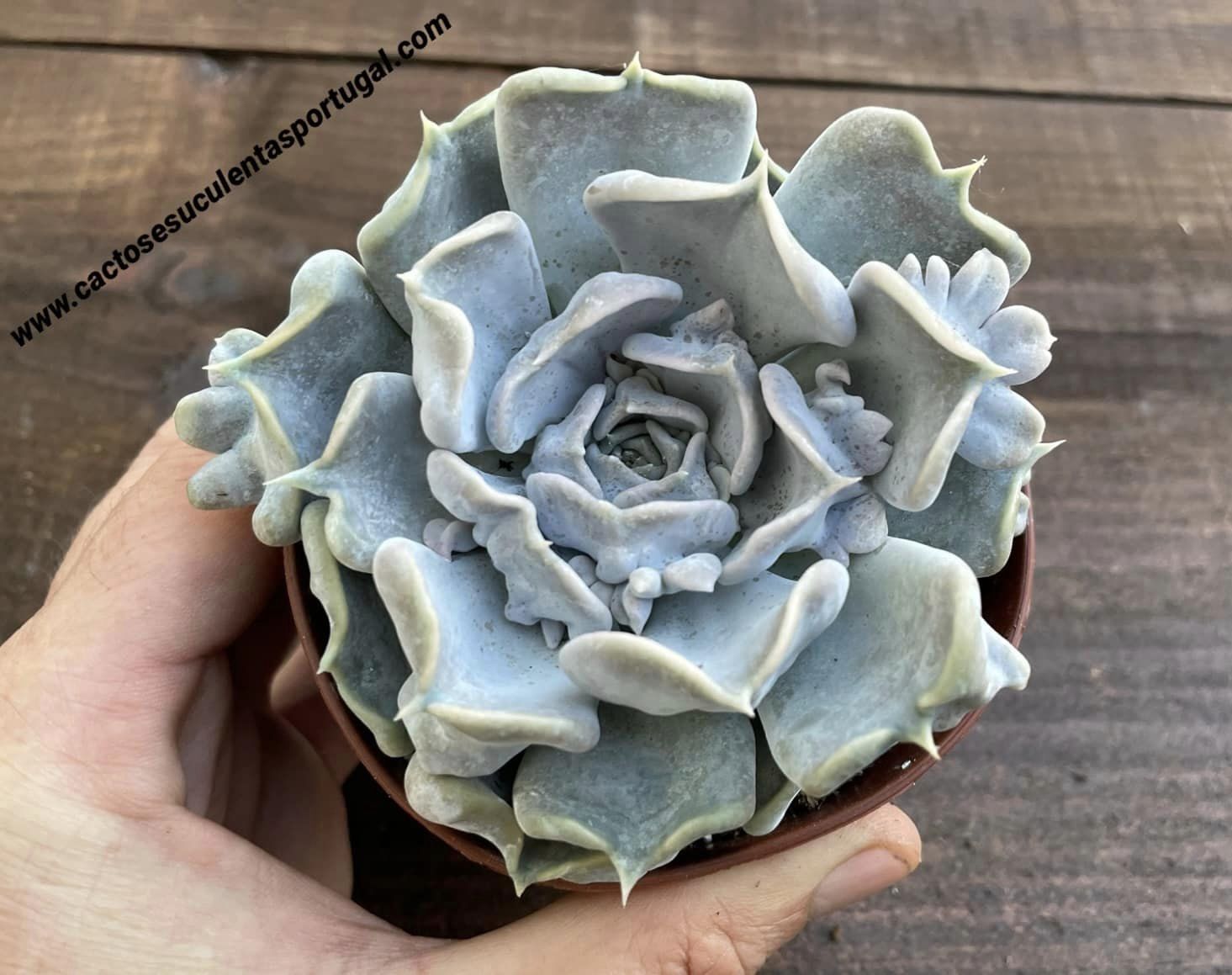Echeveria 'Thriller Pearl'
