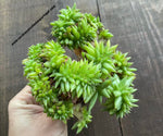 Echeveria agavoides 'Corderoyi' f. cristata