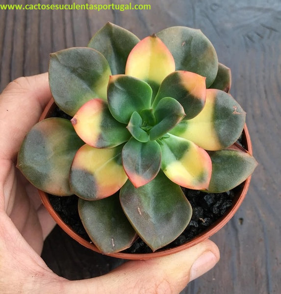 Echeveria Chroma