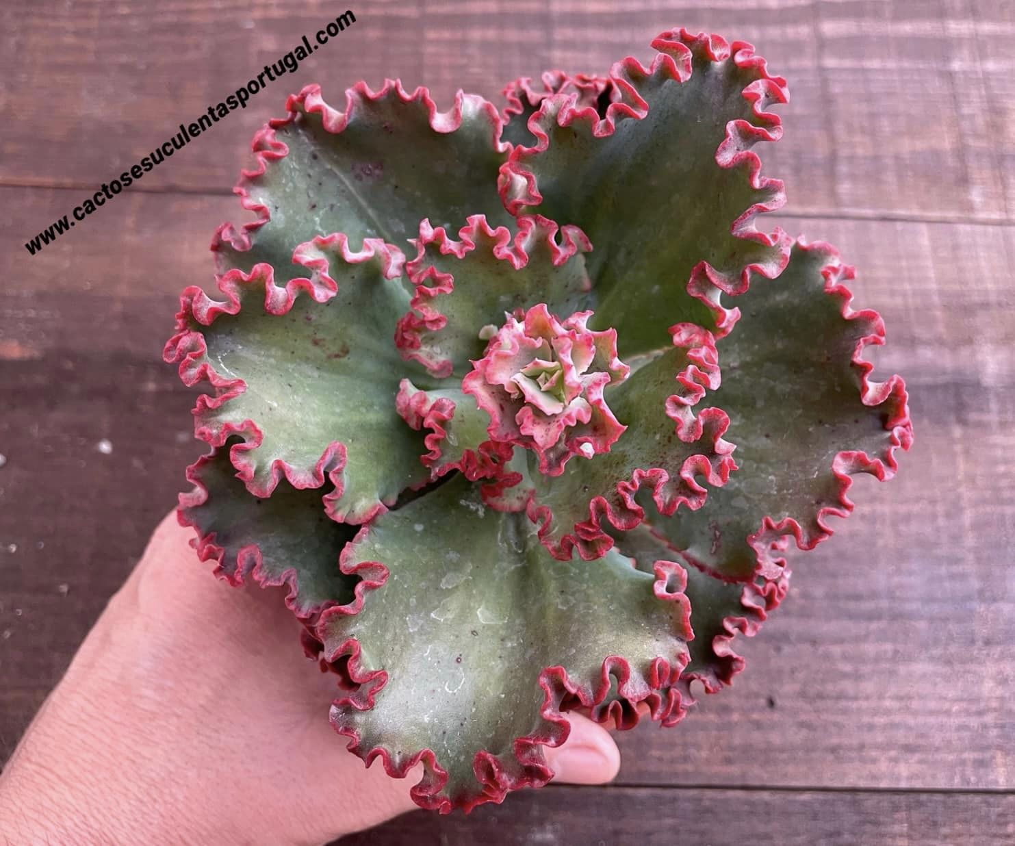 Echeveria gibbiflora Rede 'Regis'