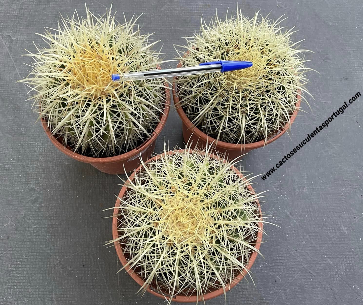 Echinocactus grusonii, assento da sogra