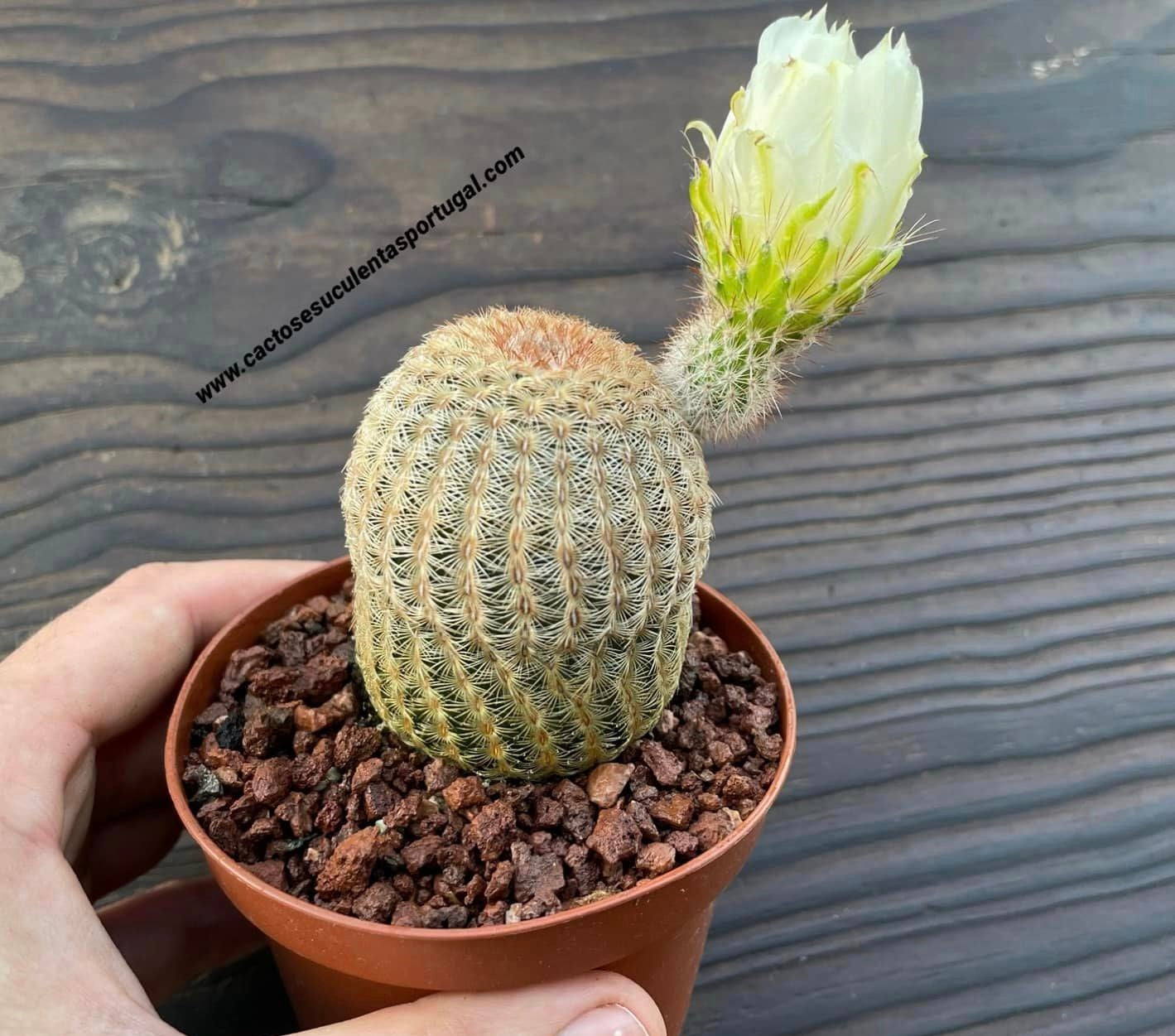 Echinocereus rigidissimus var. albiflorus
