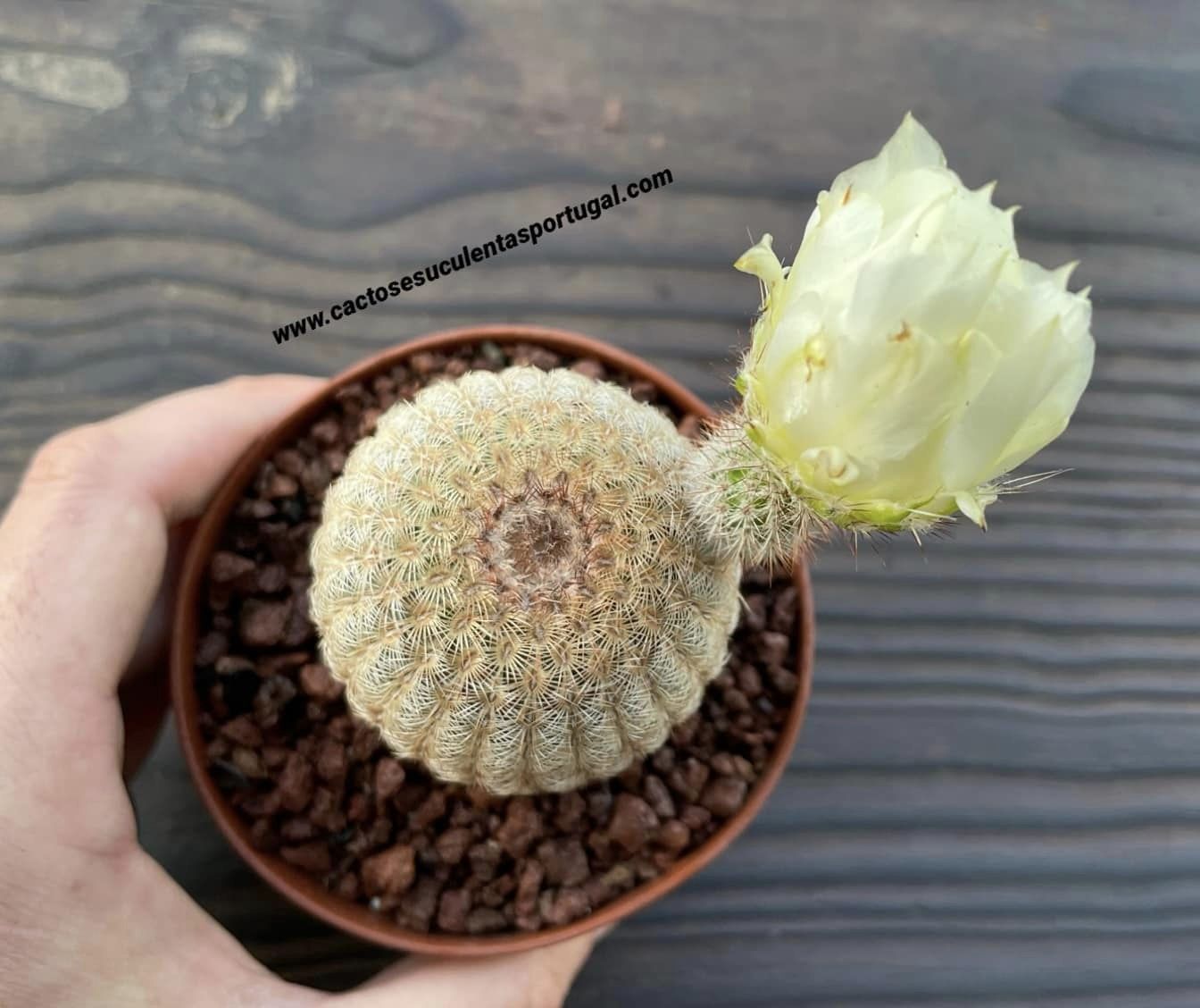 Echinocereus rigidissimus var. albiflorus