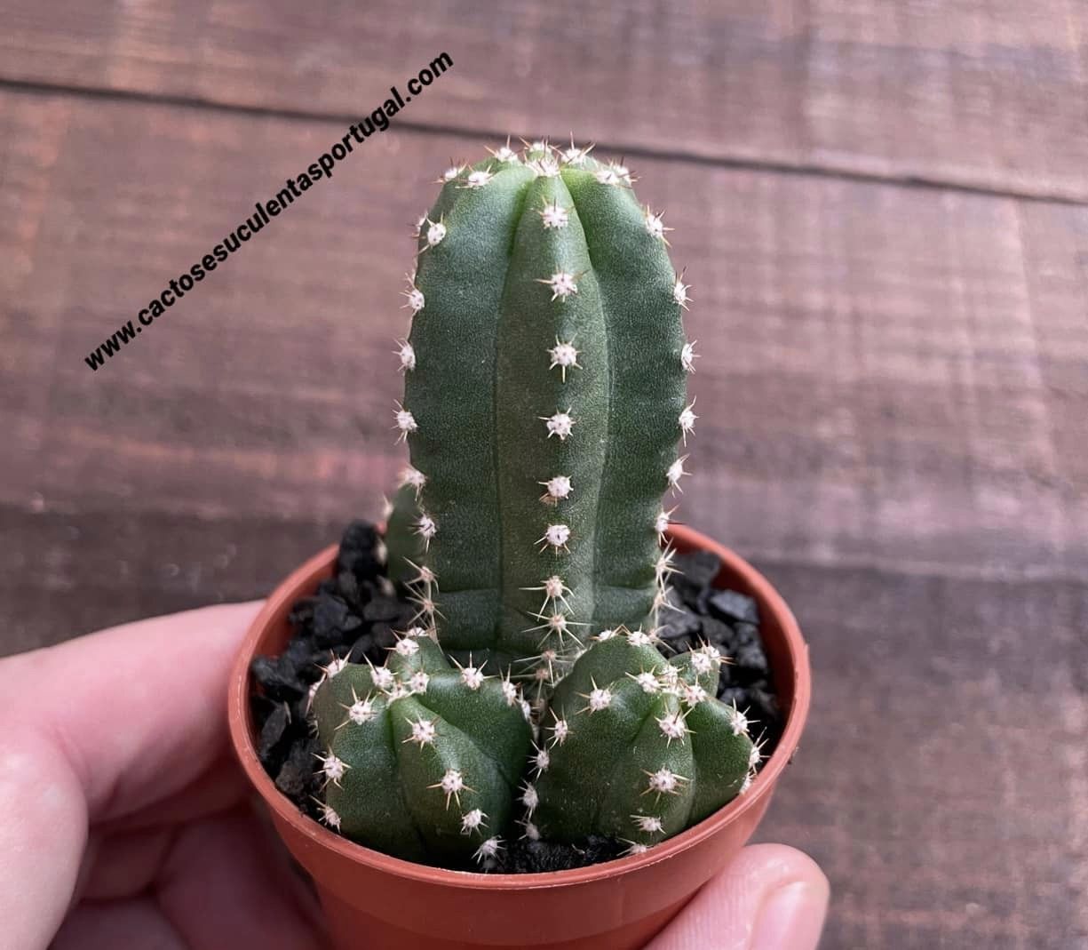 Echinocereus scheeri subsp. gentryi