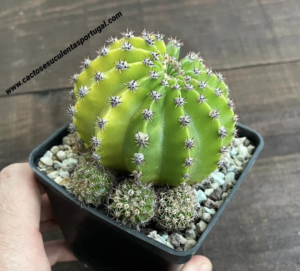 Echinopsis eyriesii f. variegated 