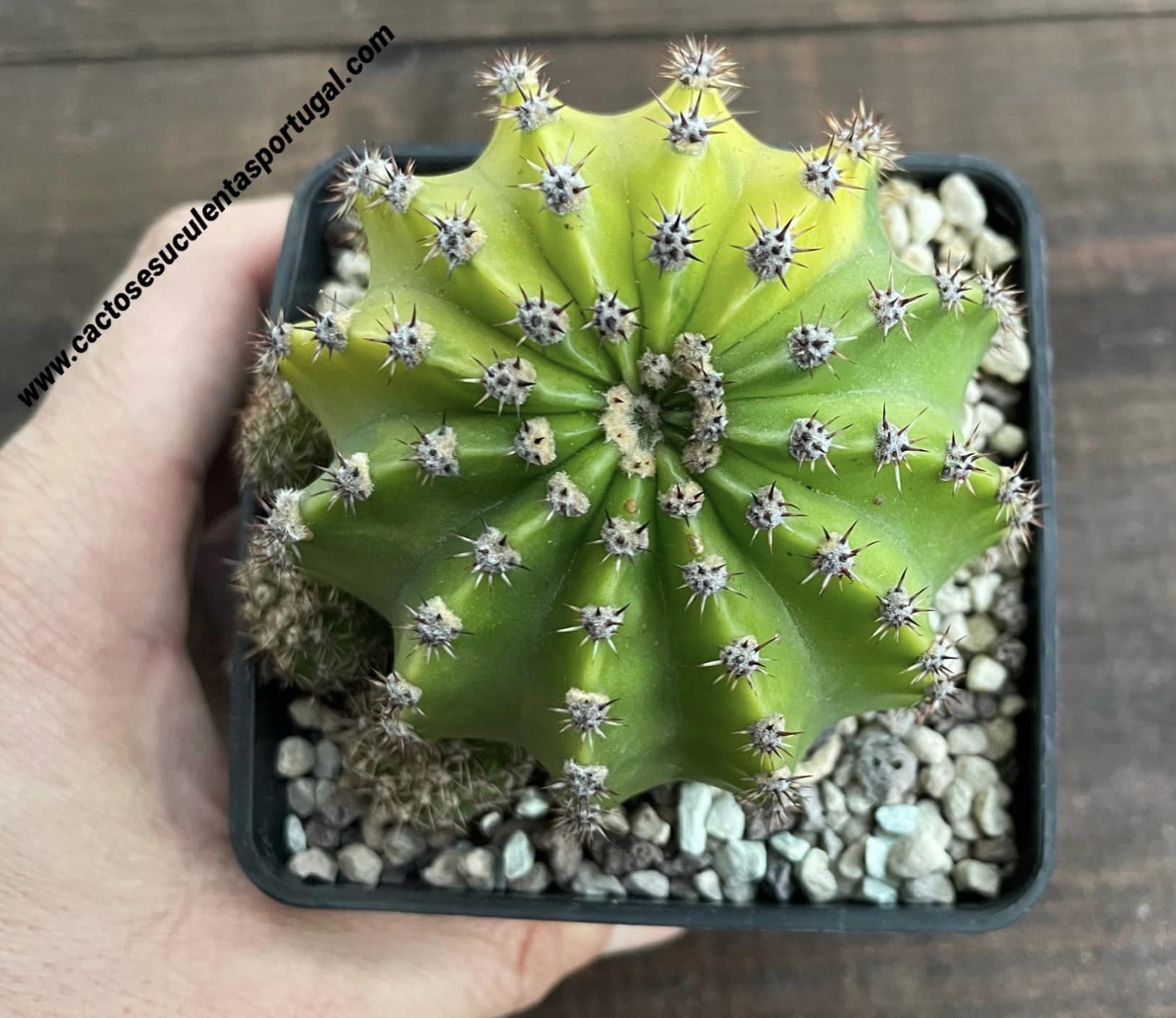 Echinopsis eyriesii f. variegated