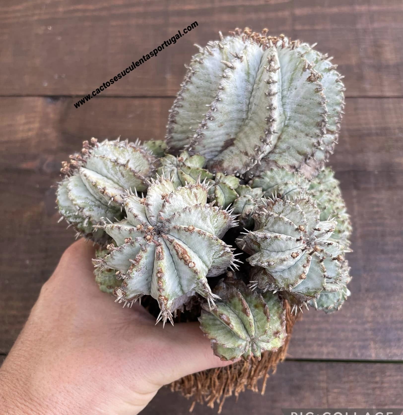 Euphorbia horrida 'Snowflake'