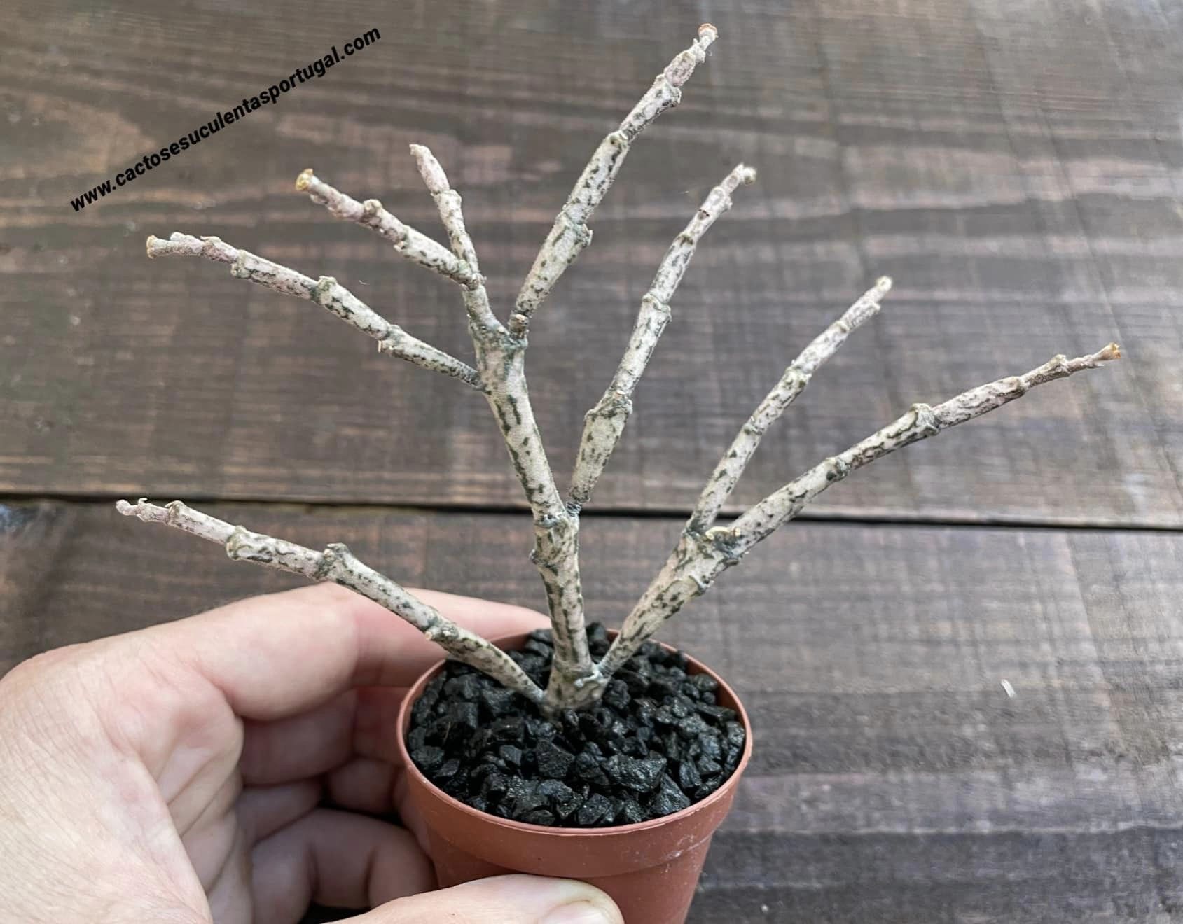 Euphorbia platyclada 'Dead Plant'
