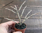 Euphorbia platyclada 'Dead Plant'