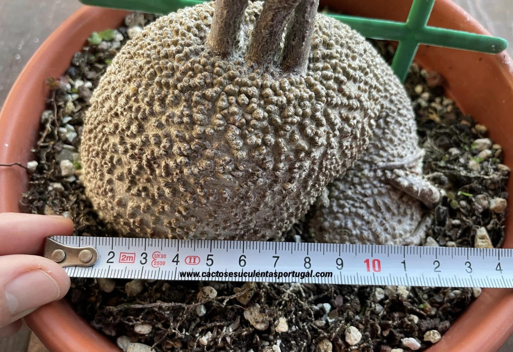 Fockea edulis, caudex