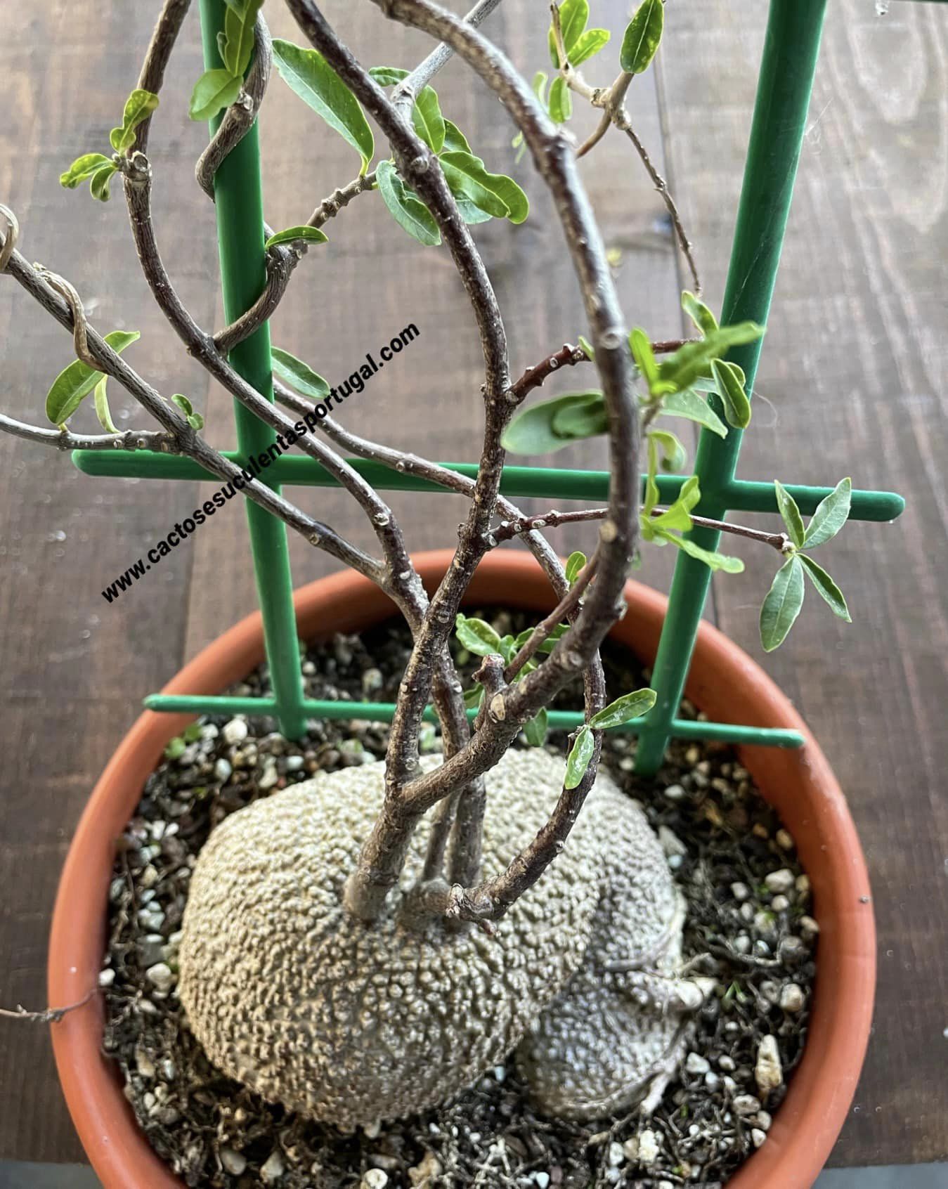 Fockea edulis, caudex