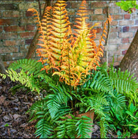 Dryopteris "Jurassic Gold" - Feto dourado