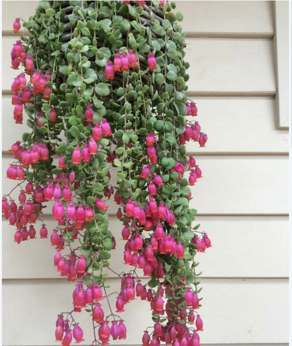 Kalanchoe uniflora - (Coral Bells)