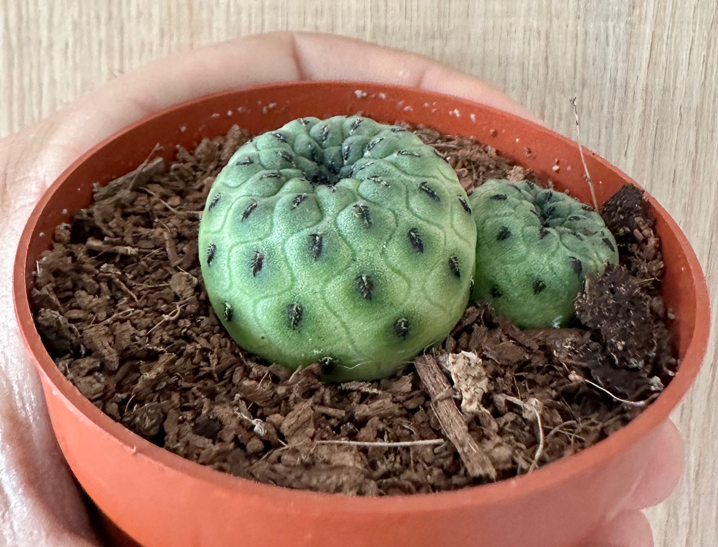 Sulcorebutia rauschii