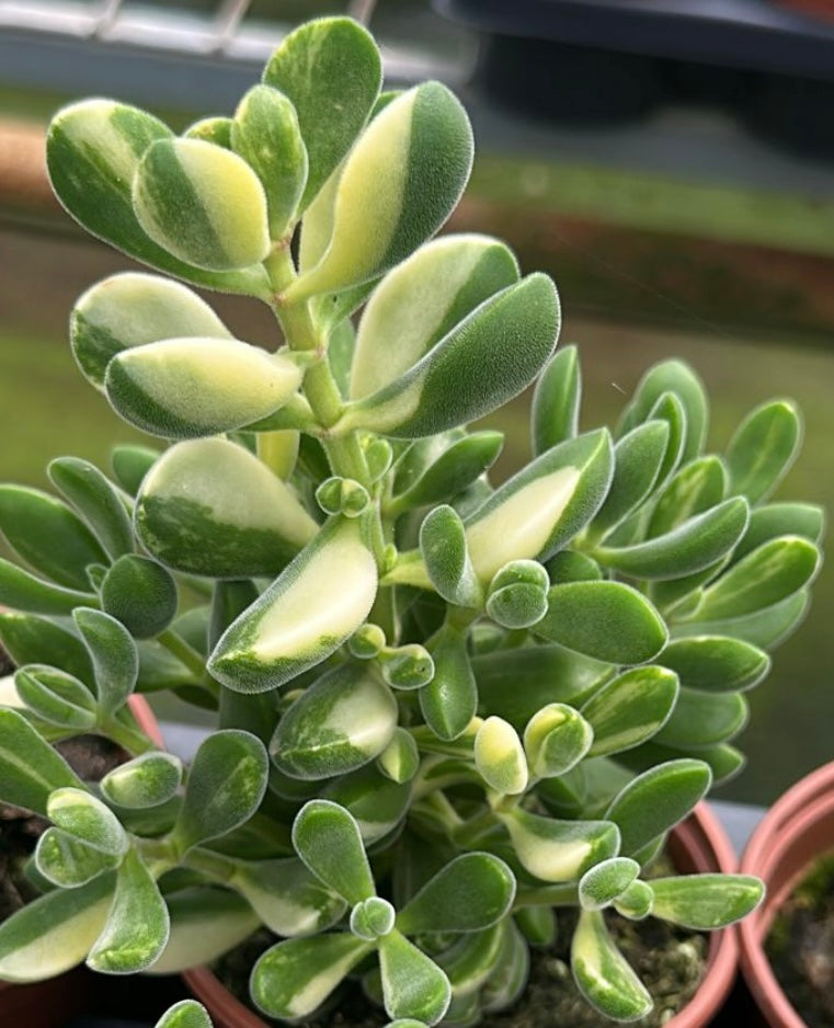 Crassula rogersii variegata