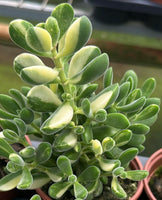 Crassula rogersii variegata