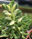 Crassula rogersii variegata