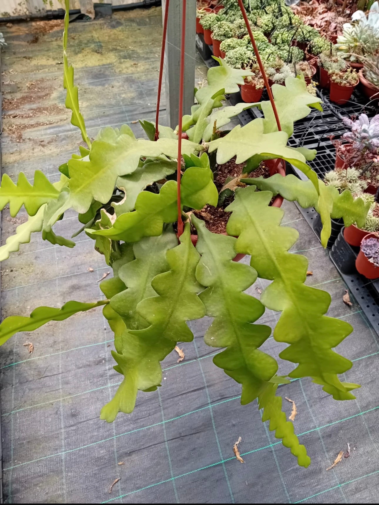 Epiphyllum, Cacto sianinha, Selenicereus anthonyanus - FLOR VERMELHA