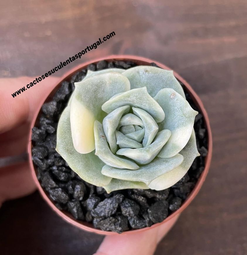 Graptoveria 'Lovely Rose' f. variegata
