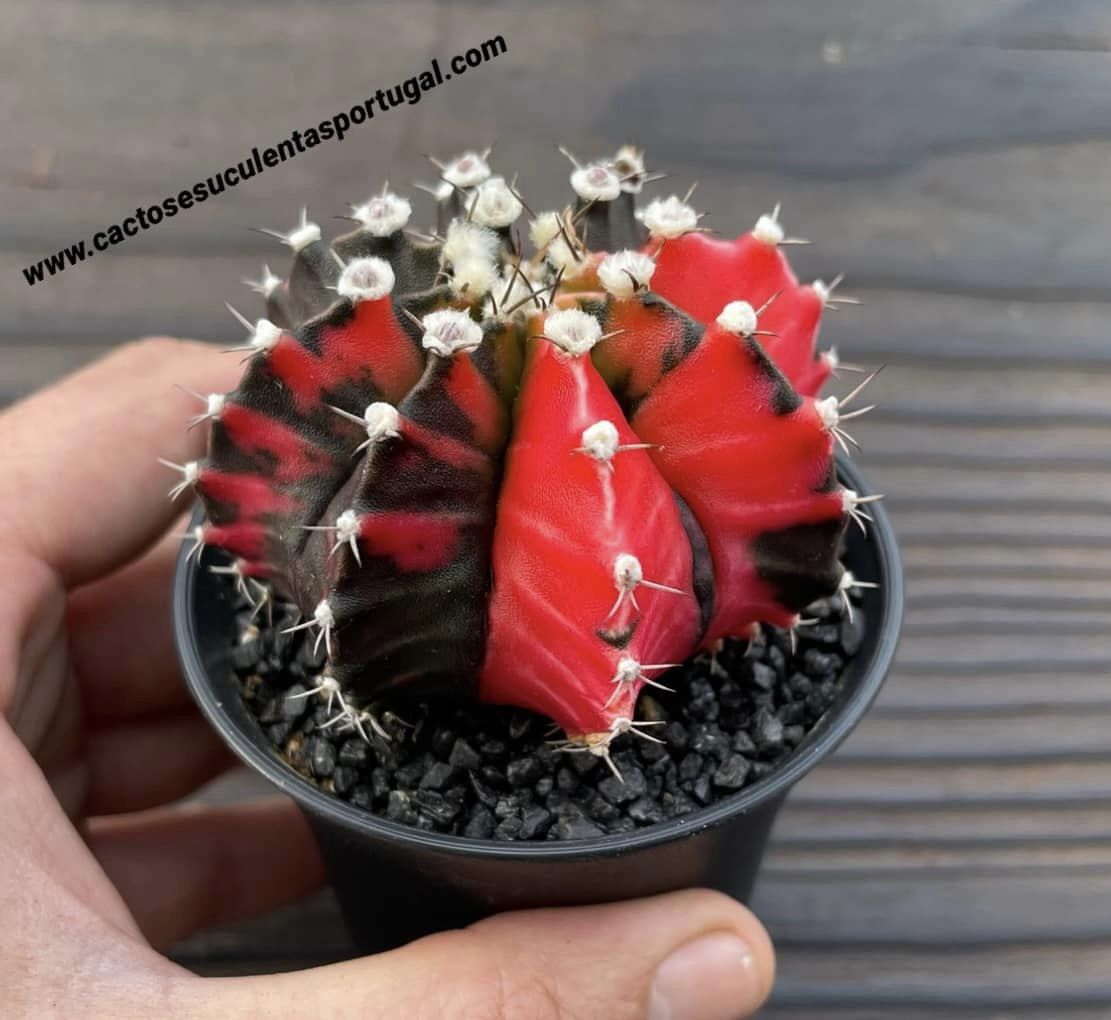 Gymnocalycium mihanovichii var. friedrichii varigated