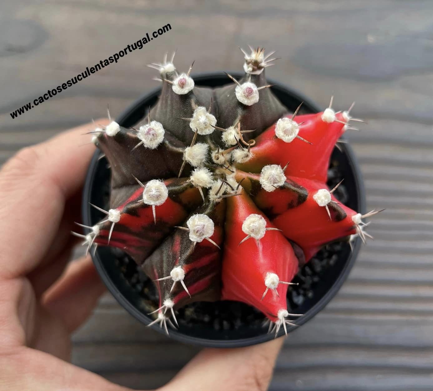 Gymnocalycium mihanovichii var. friedrichii varigated