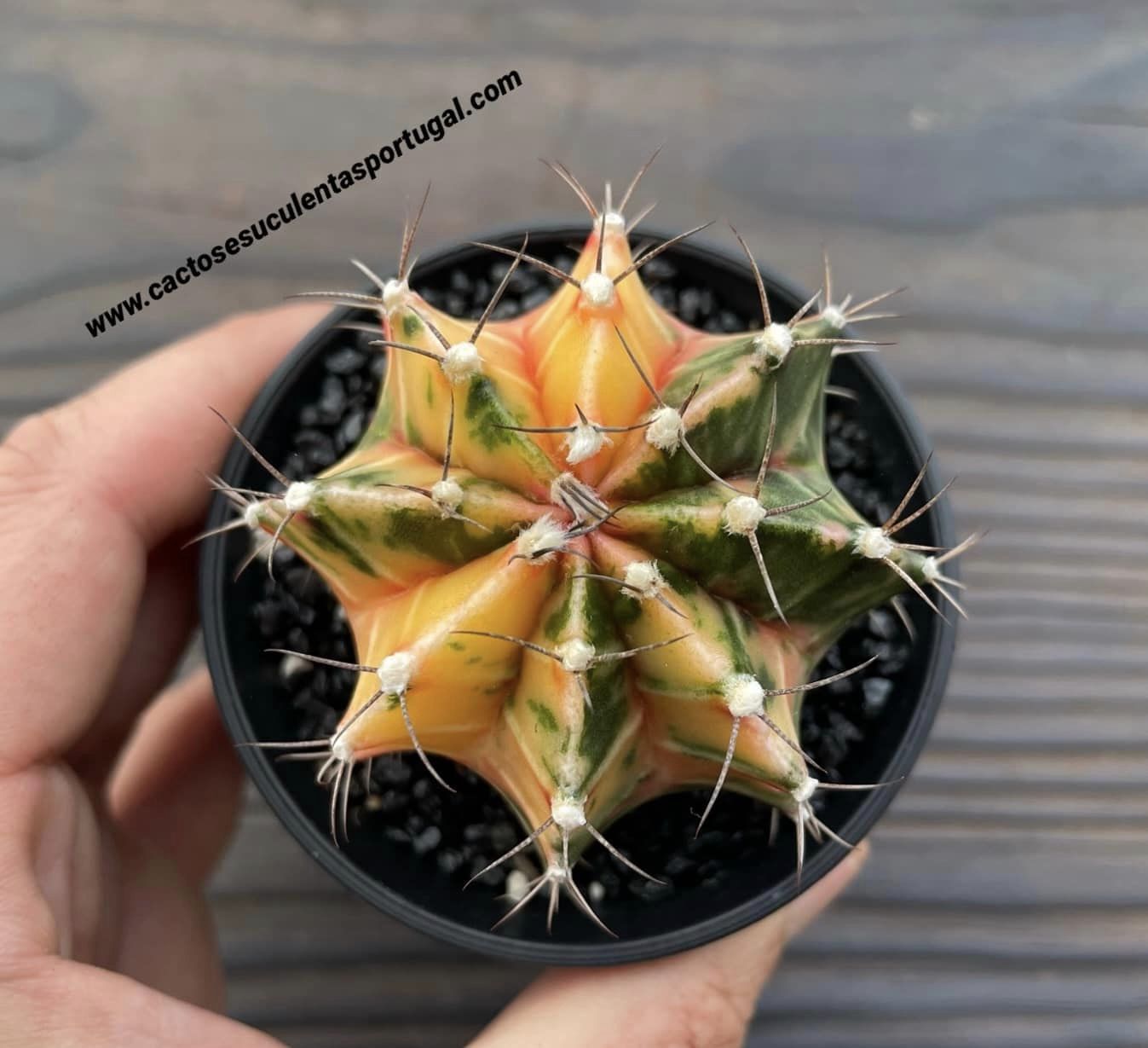 Gymnocalycium mihanovichii var. friedrichii varigated