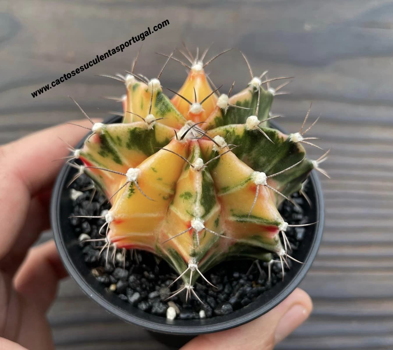 Gymnocalycium mihanovichii var. friedrichii varigated