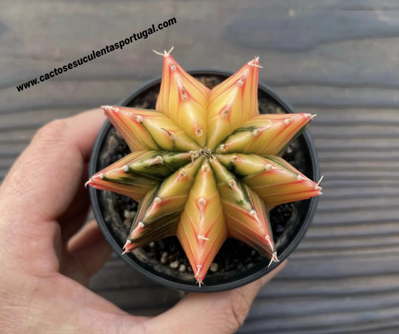 Gymnocalycium mihanovichii var. friedrichii varigated