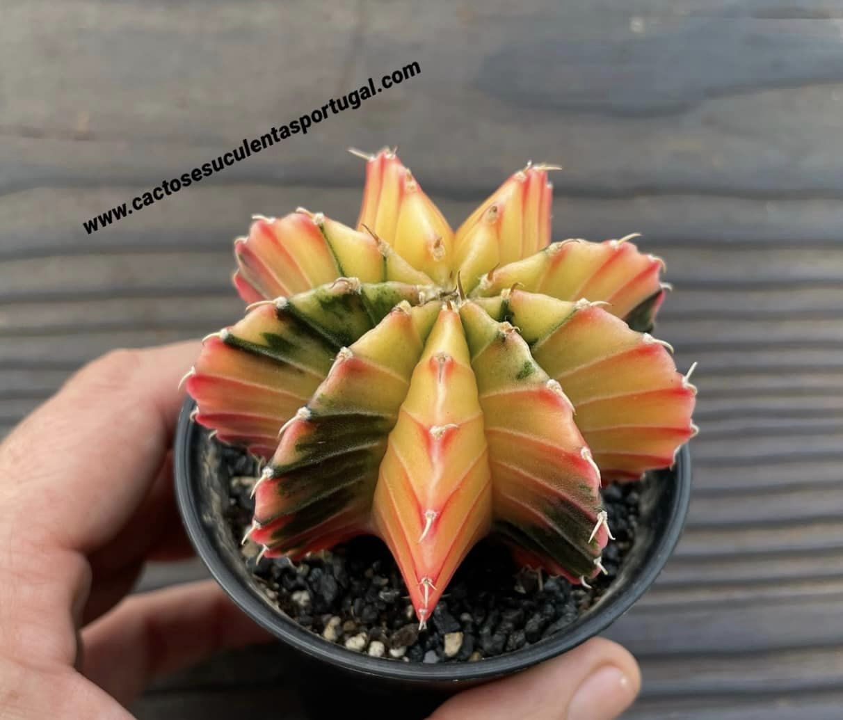 Gymnocalycium mihanovichii var. friedrichii varigated