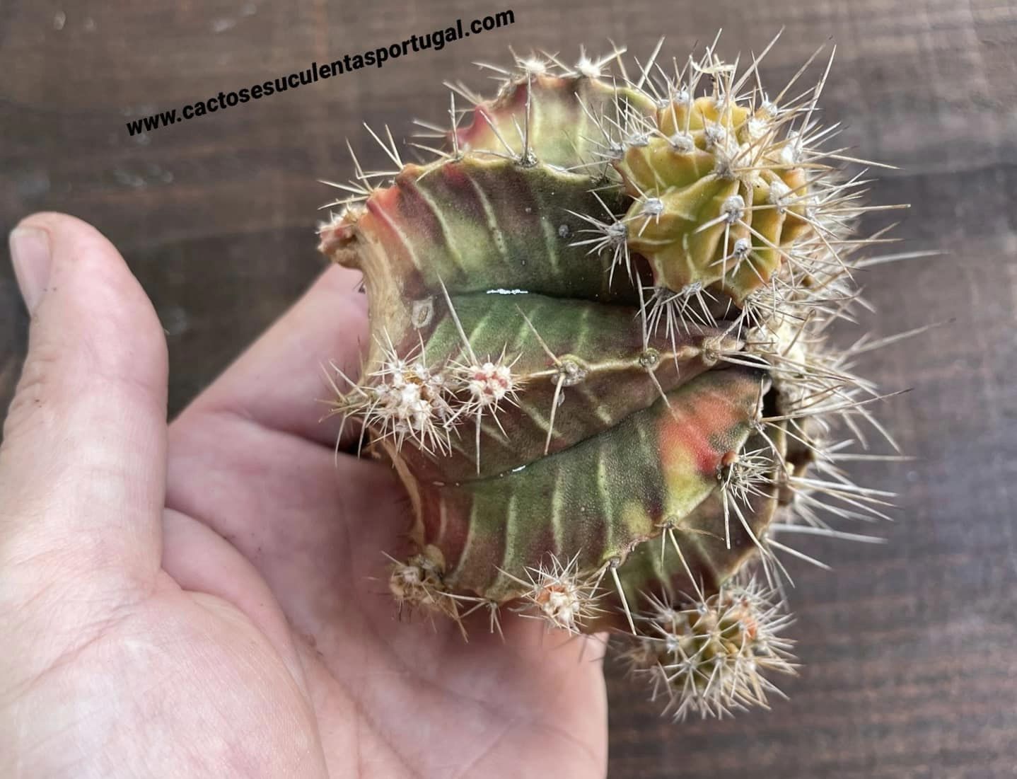 Gymnocalycium mihanovichii var. friedrichii f. varigated