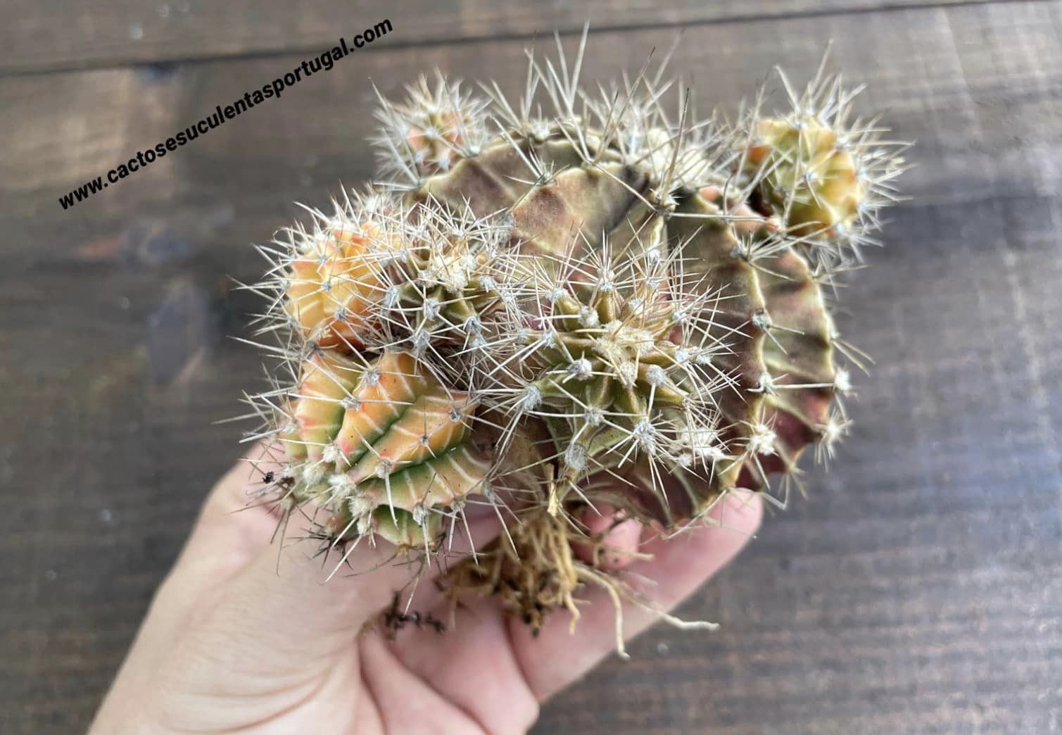 Gymnocalycium mihanovichii var. friedrichii f. varigated
