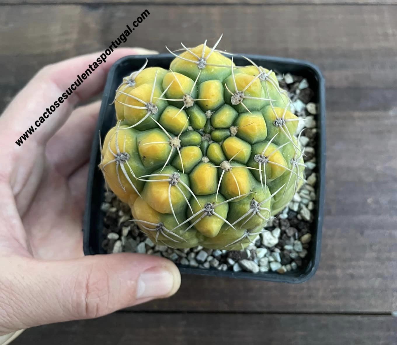 Gymnocalycium prochazkianum f. variegata 
