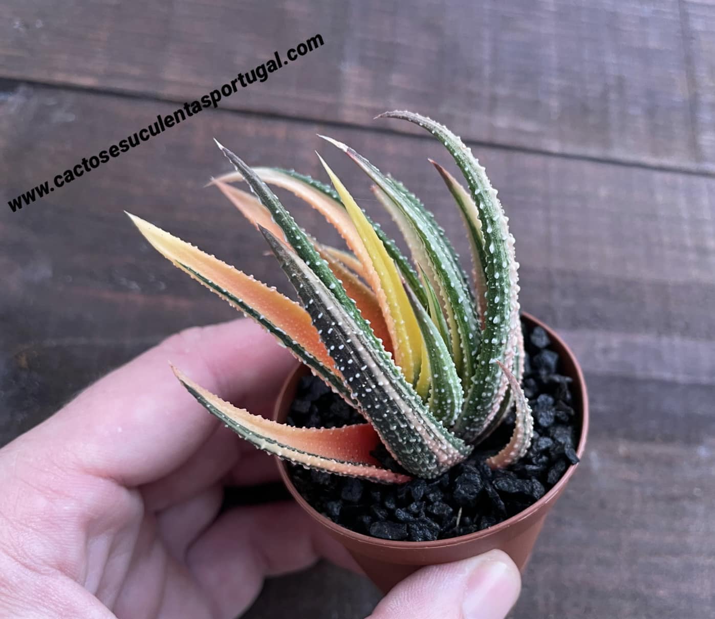 Haworthia attenuata var. radula f. variegata