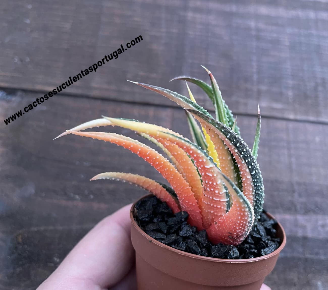 Haworthia attenuata var. radula f. variegata