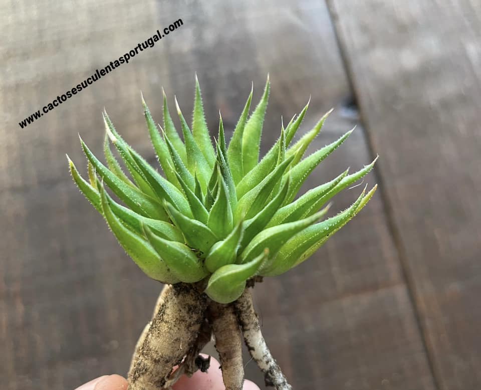 Haworthia monticola v. divergens