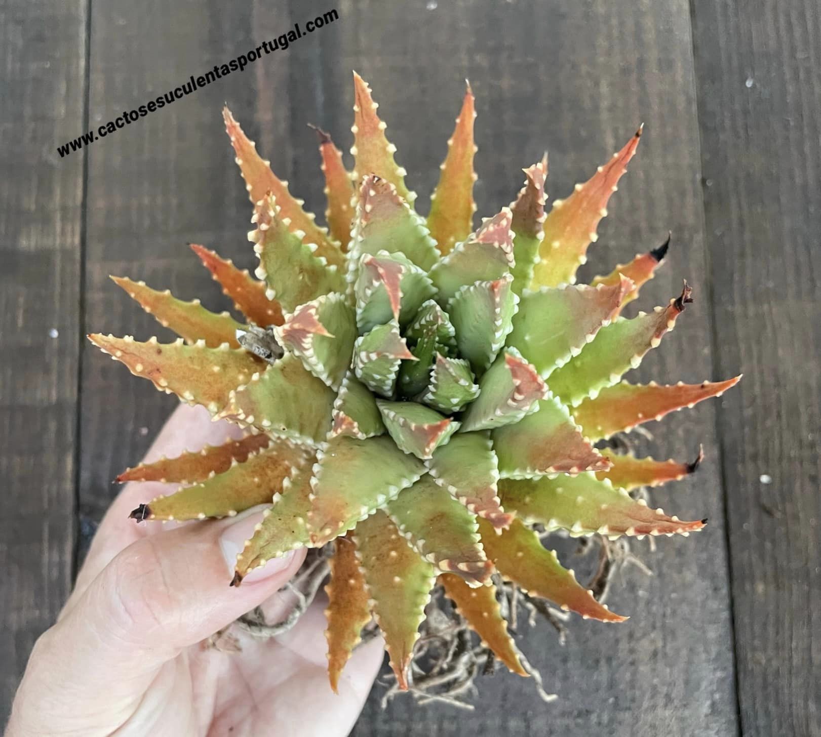 Haworthia tulista pumila, lote 2021