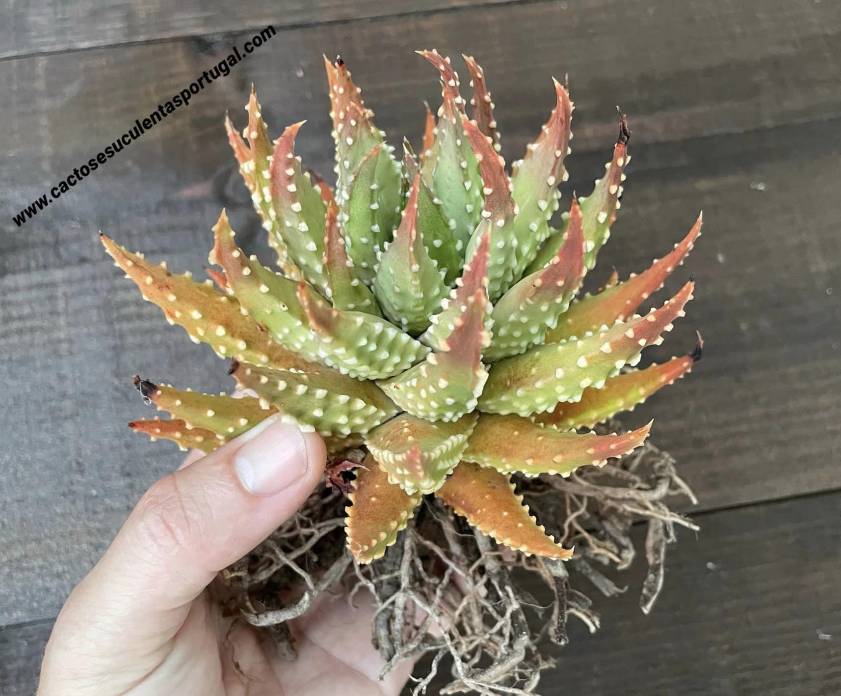Haworthia tulista pumila, lote 2021