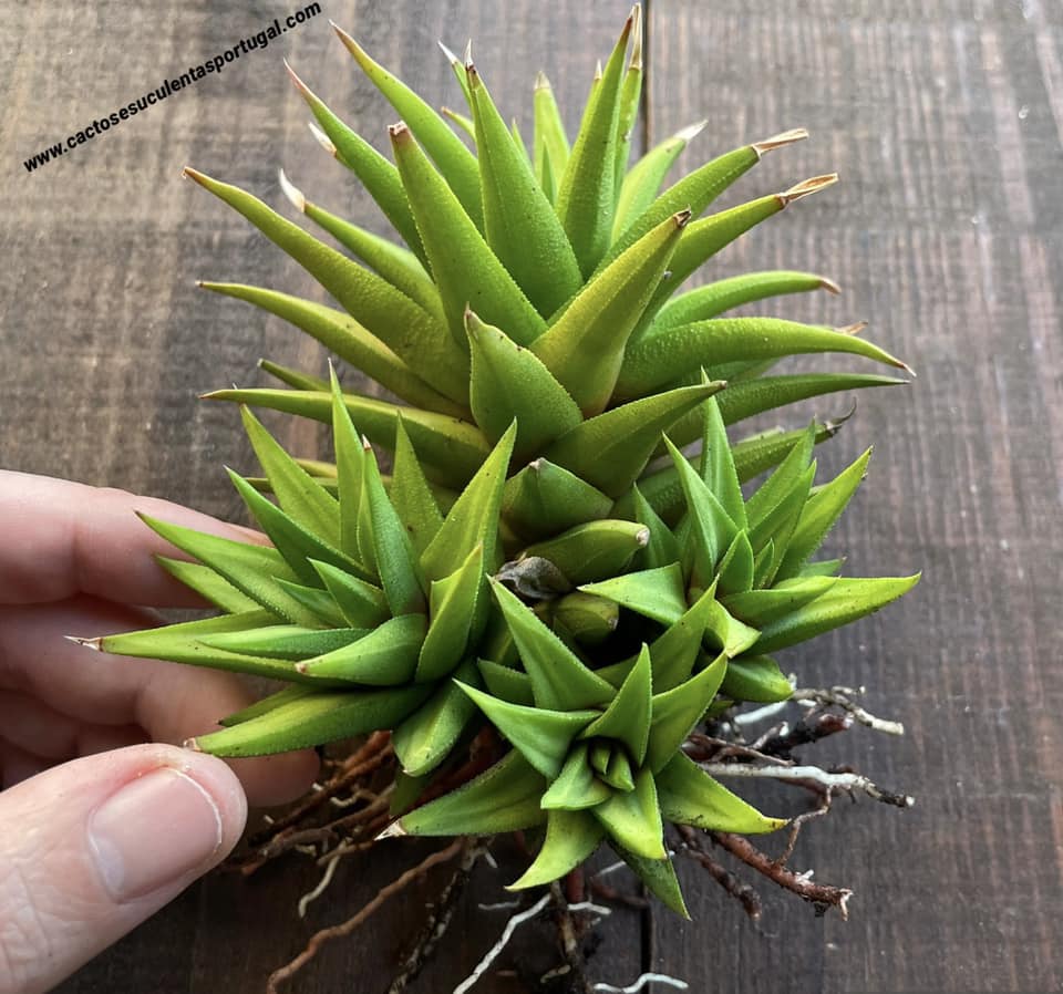 Haworthiopsis attenuata var. glabrata