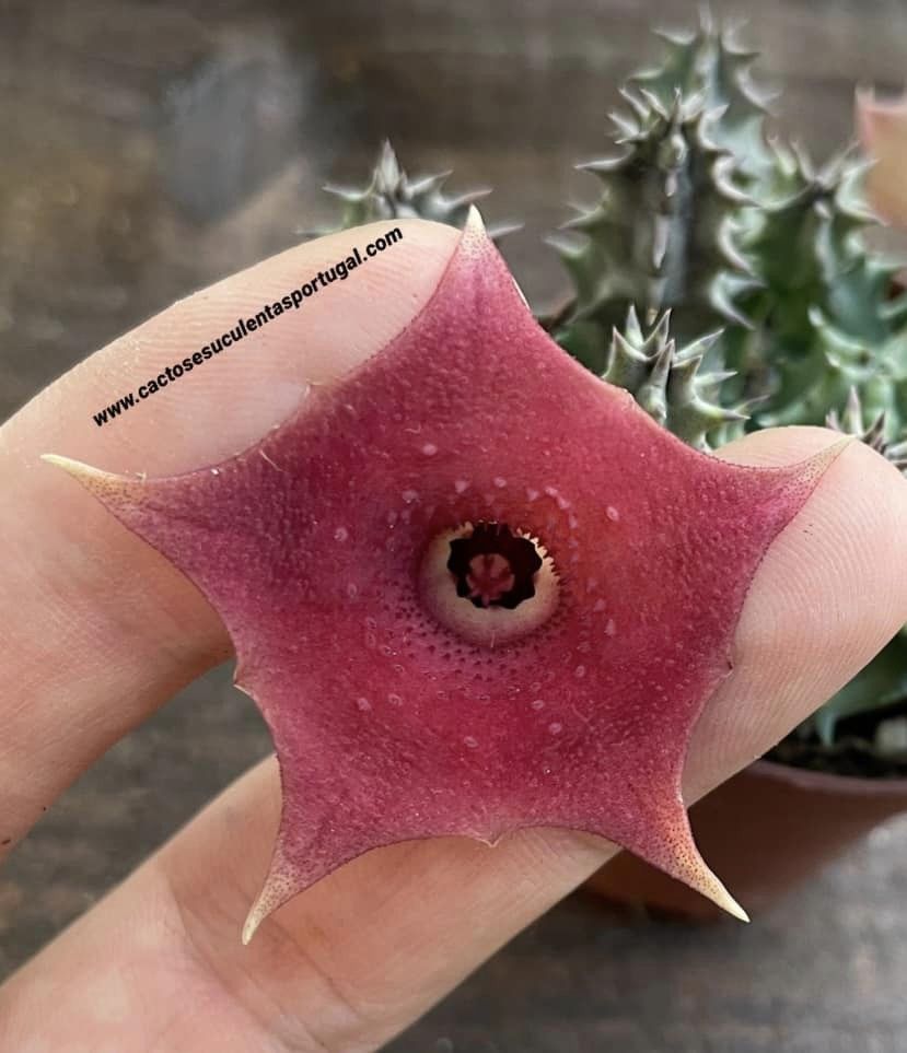 Huernia cv. ' Pink Eye'