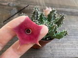 Huernia cv. ' Pink Eye'