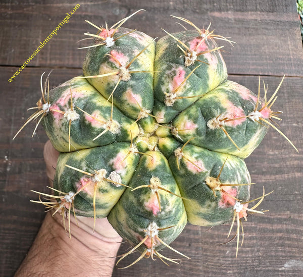 Gymnocalycium horstii f. variegata- ÚNICO - RARE